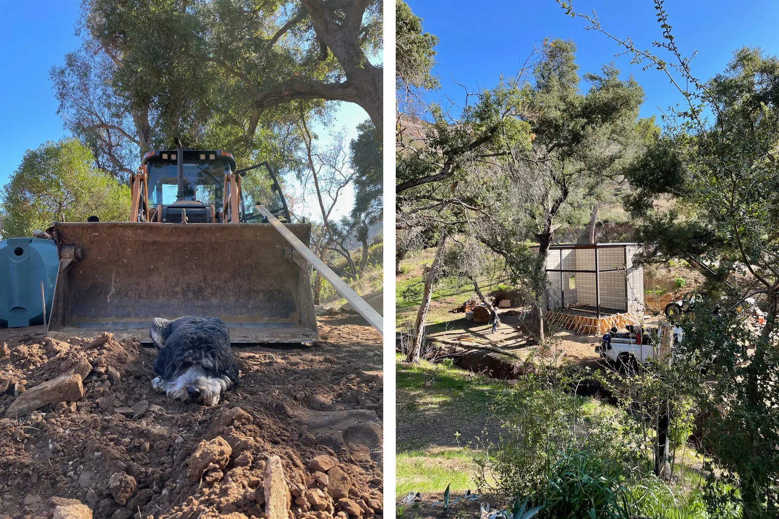Construction site in a wooded rural area showing a bulldozer, a dog, and a steel-framed building under construction.