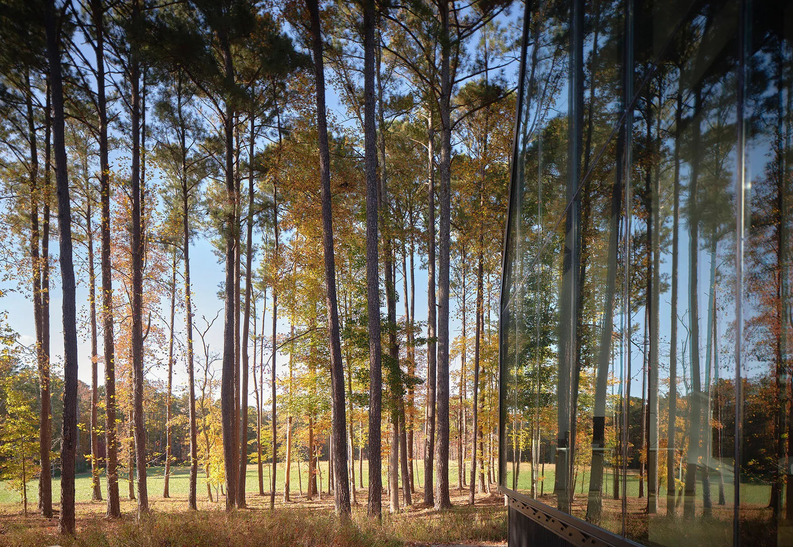 Reflection of a forested landscape on the glass facade of the Steeplechase House.