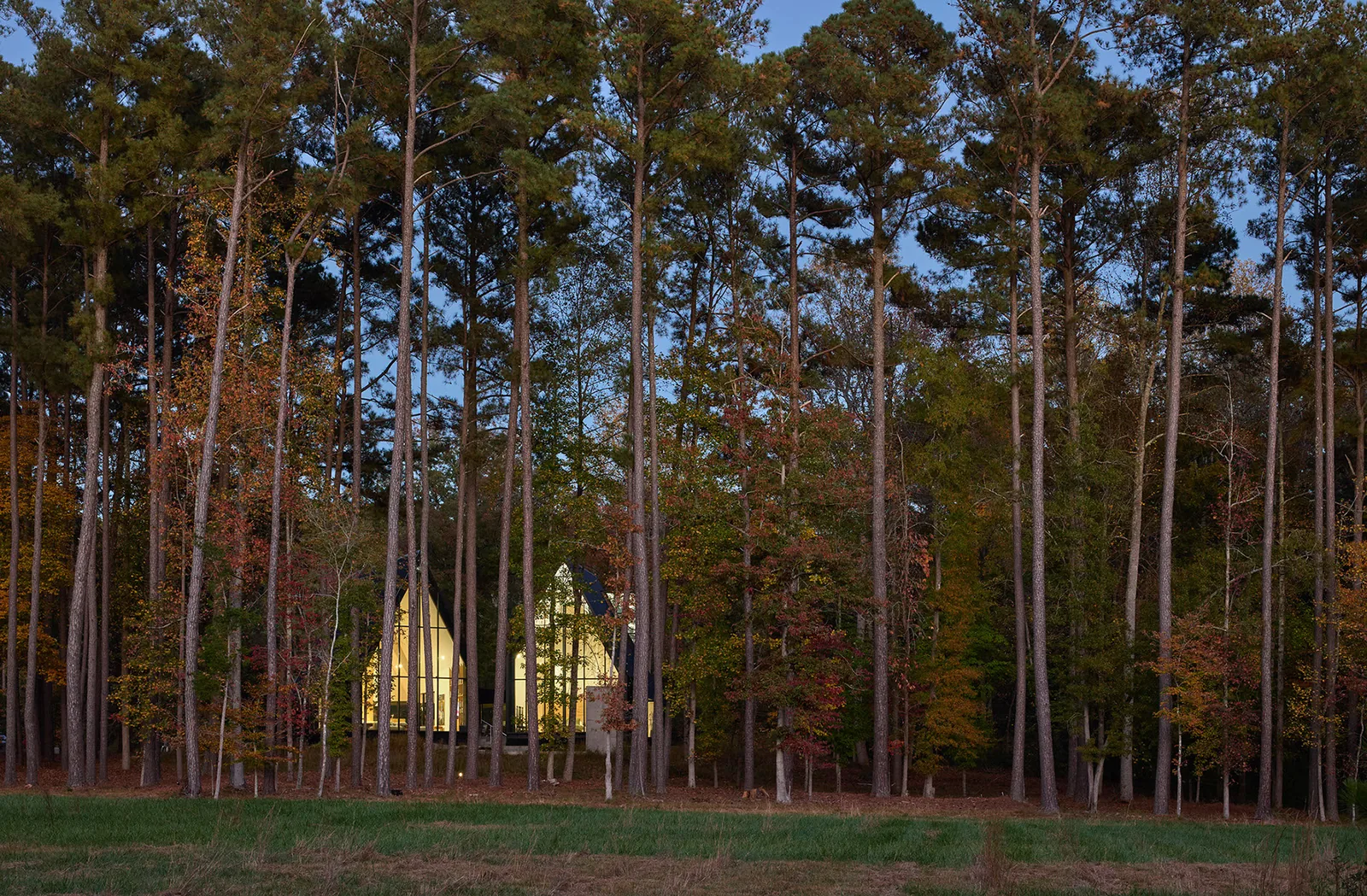 Steeplechase House with illuminated interiors seen through a dense stand of tall trees at dusk.