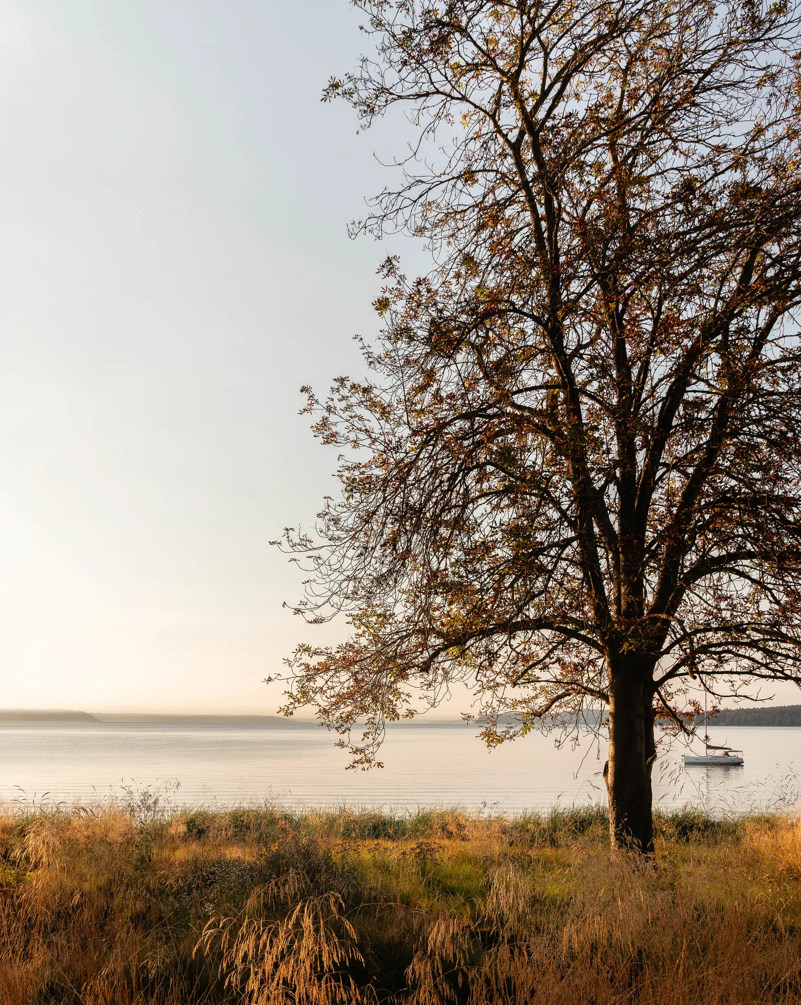 A lakeside scene showing a tree and a sailboat on calm water during sunset.