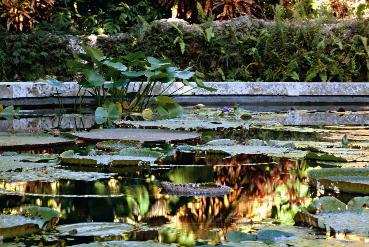 A water garden edge with lily pads and lush tropical plants bordered by a stone wall.