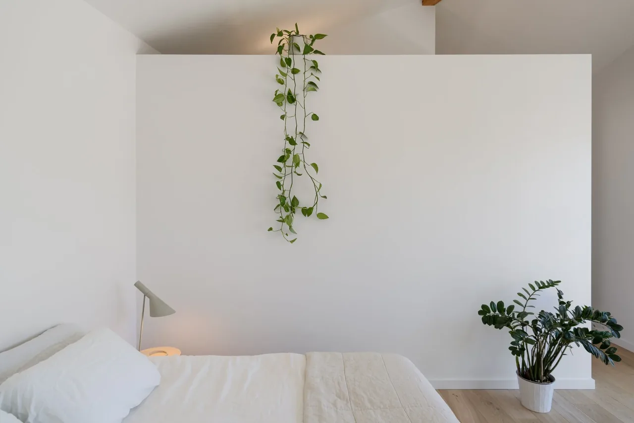 A minimalist bedroom featuring light wood flooring, white walls, a bed with white linens, and two green plants.