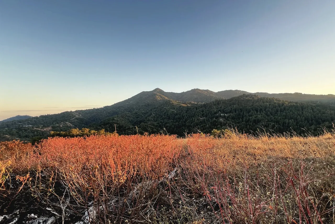 Hillside landscape view with forest and dry vegetation at sunset near the Modern Barn project.