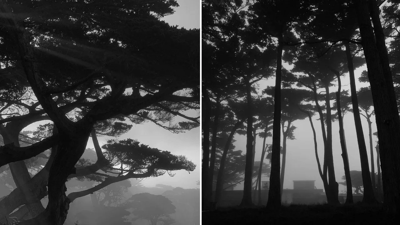 Foggy scene of tall windswept trees with a low structure partially obscured by mist at Dogleg Residence.