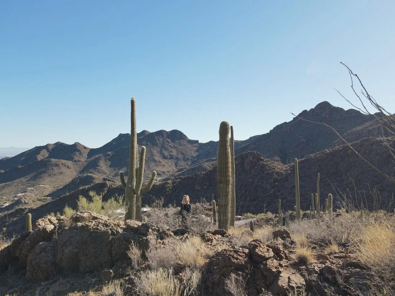Desert mountain view featuring saguaro cacti and rocky terrain at TS Falls West Residence, Phoenix.