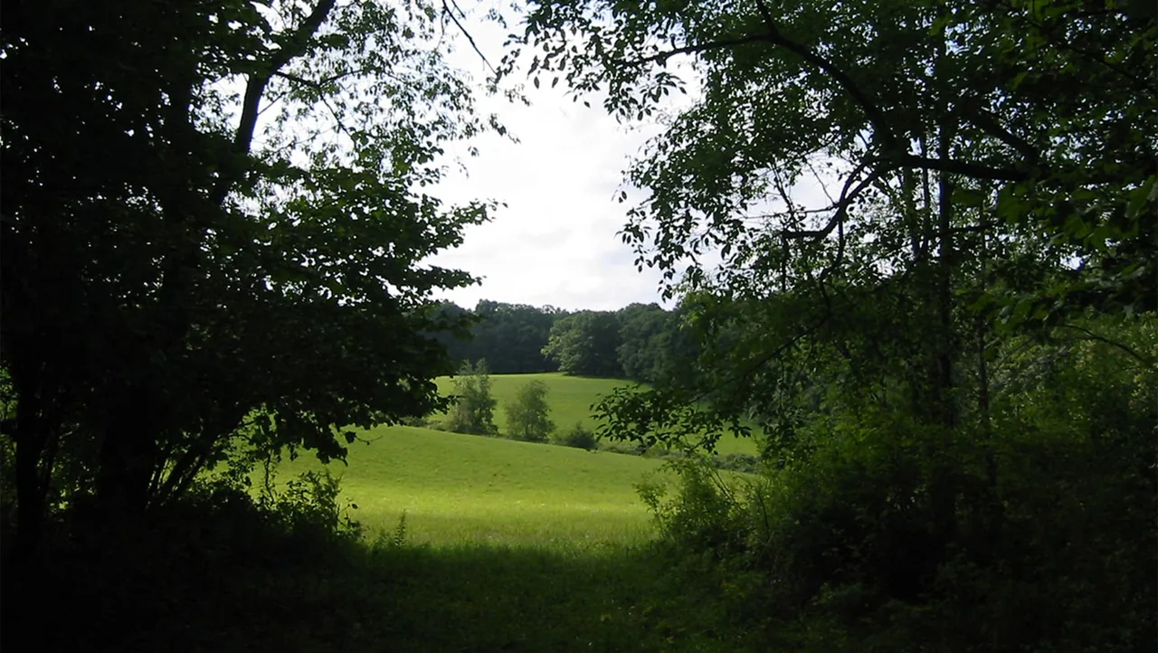 A green field surrounded by trees is viewed through a natural frame of dark foliage and branches.