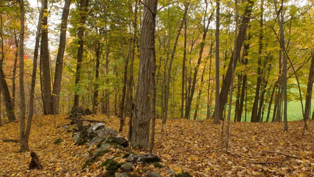 A forest setting with autumn leaves and trees surrounding the area of the Dutchess County Residence Guest House project.