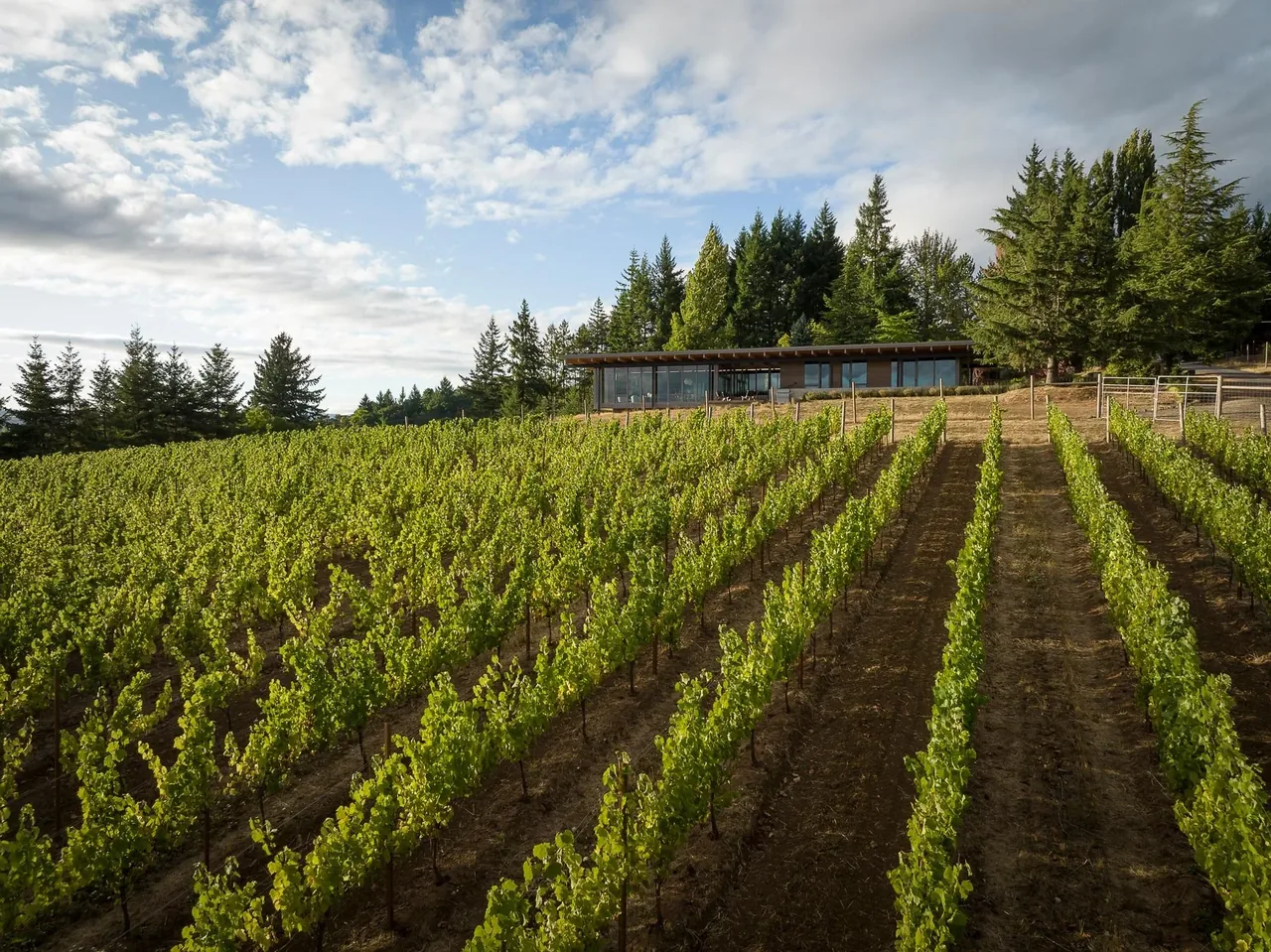 Lone Feather Residence features large glass walls and an overhanging roof overlooking vineyard rows in Portland.