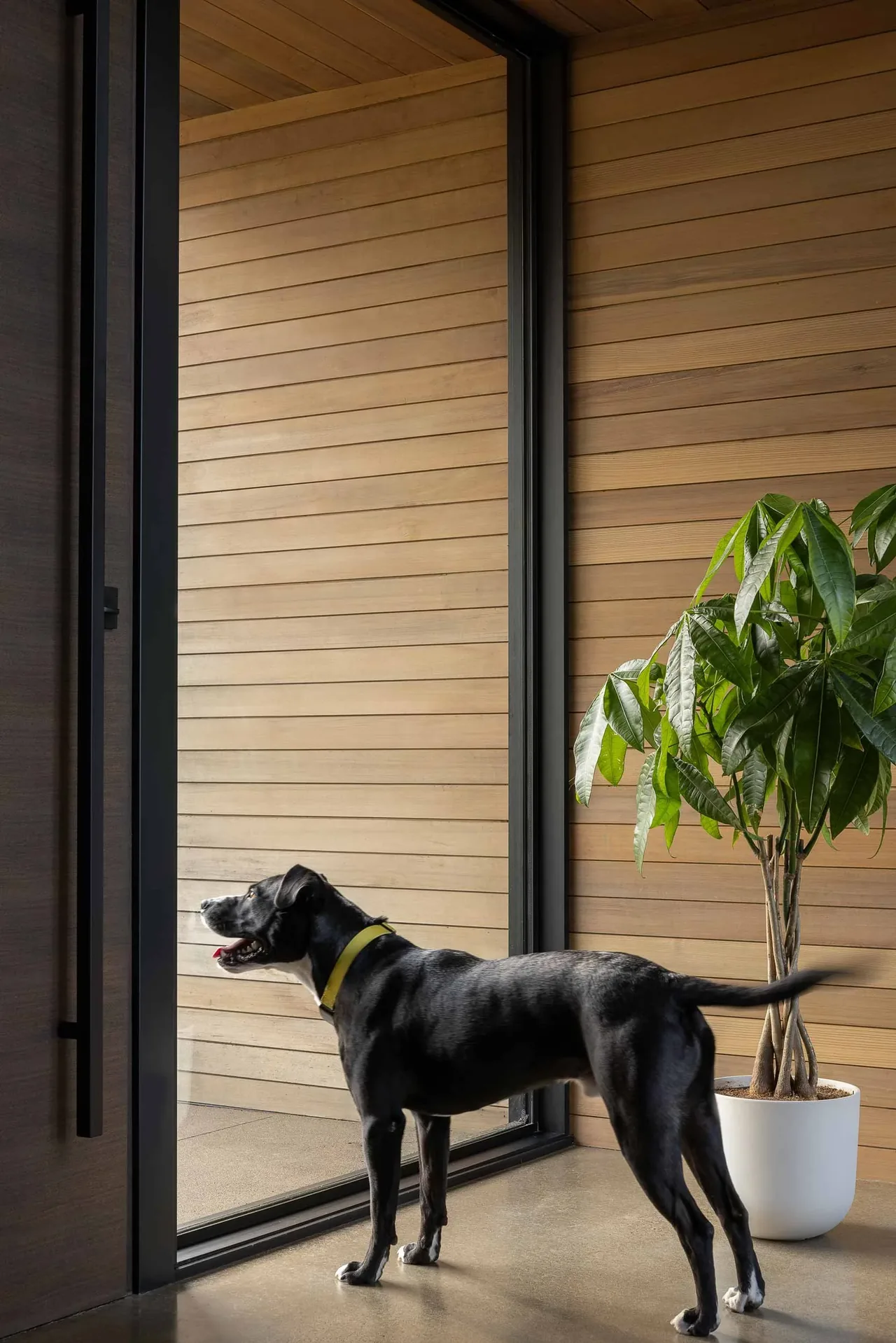 A dog stands inside by a glass door opening to a wood-paneled exterior wall in the Evening Sky project by Scott | Edwards Architecture.