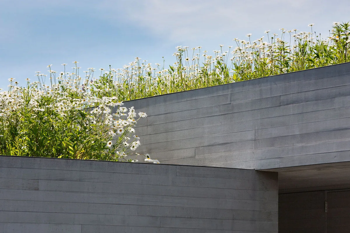 Board-formed concrete exterior walls with a rooftop wildflower meadow at the Watermill Residence.