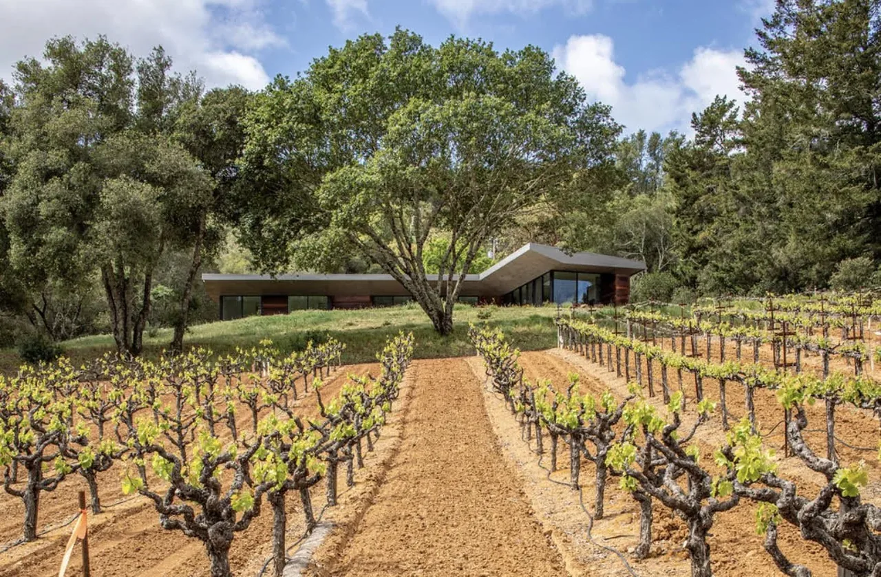 Modern house with flat roof overlooking cultivated vineyard rows on a hillside.