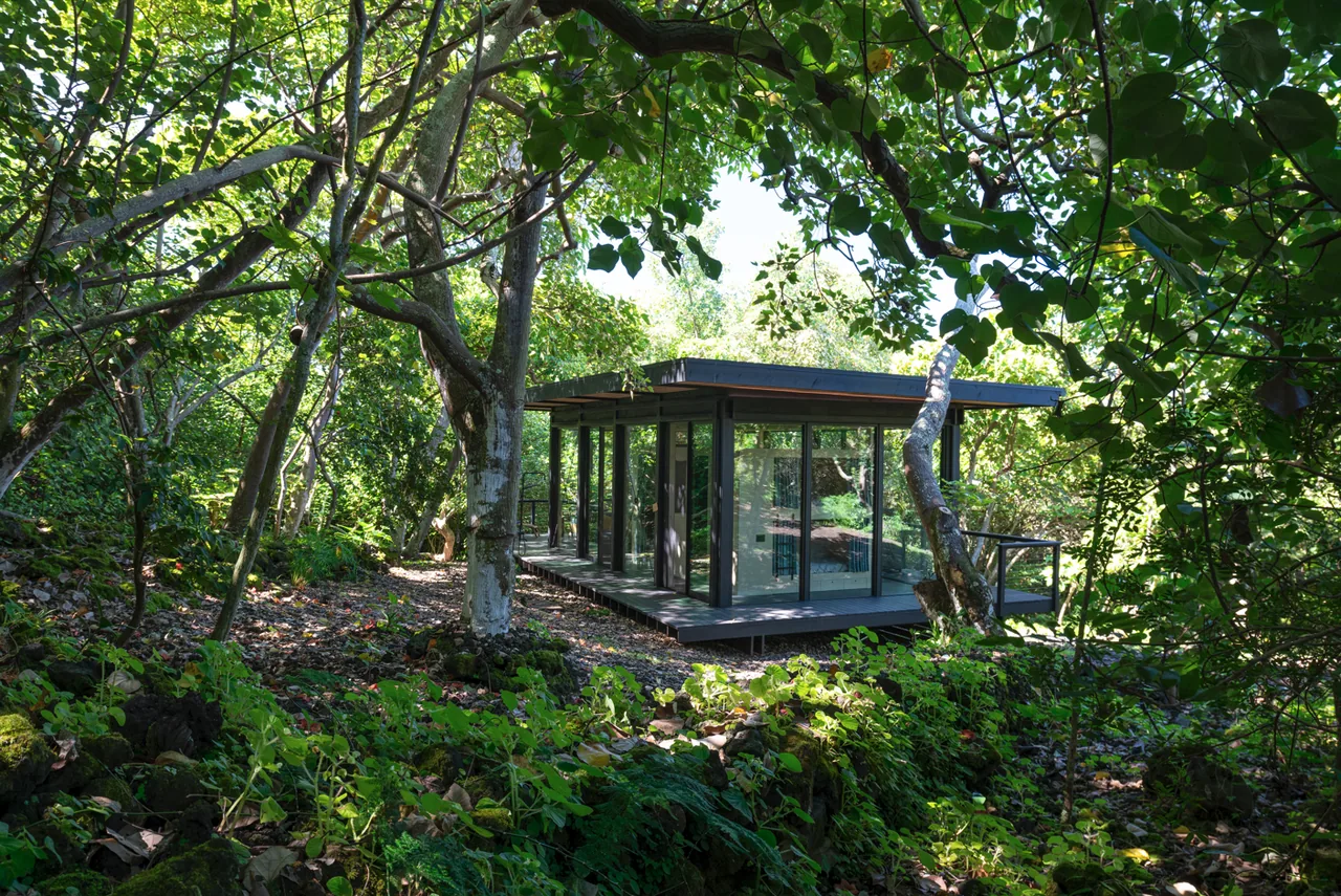 Small modern cabin with floor-to-ceiling glass walls situated in a lush forest setting.