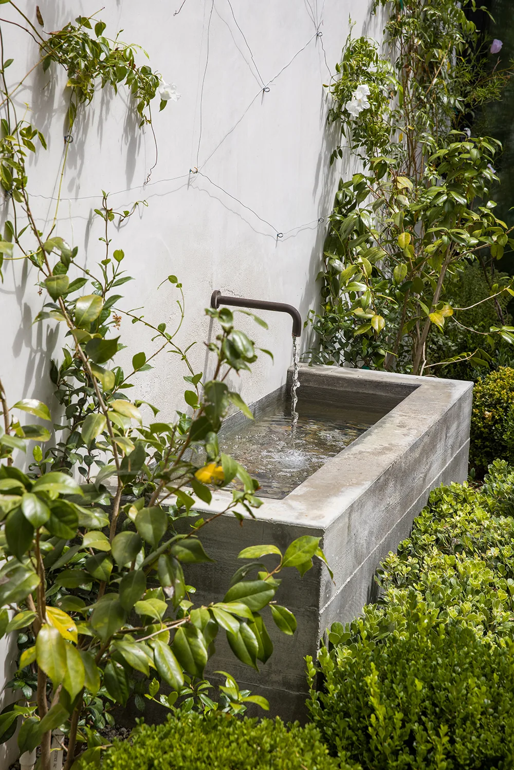 An outdoor concrete water basin with a metal spout surrounded by leafy green plants and climbing vines.