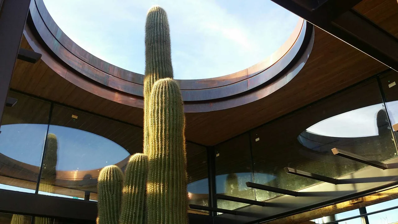 Tall cactus centered in a courtyard beneath a circular open roof with wood ceiling and glass walls.
