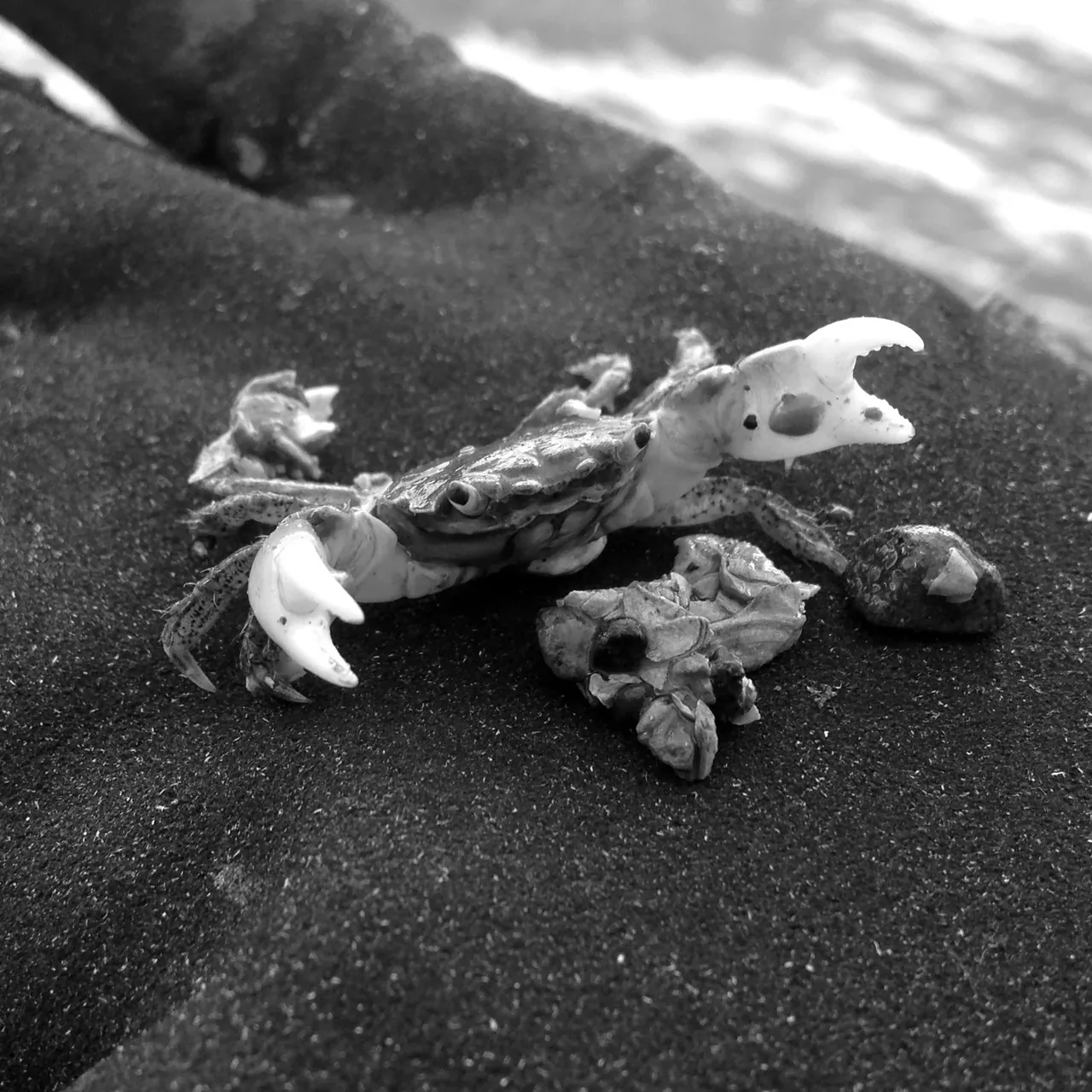 Close-up image of a crab on a textured outdoor surface near water at the Herron Island Cabin project.