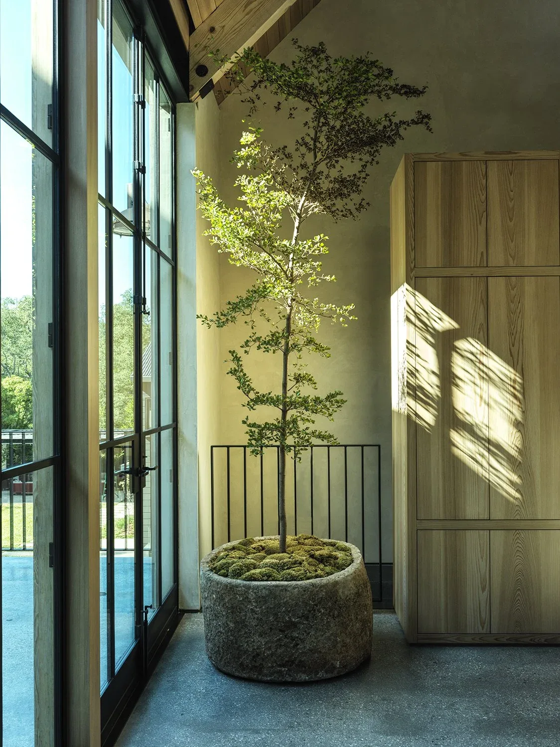 Natural light illuminates a potted tree near large windows in the Canyon House interior.