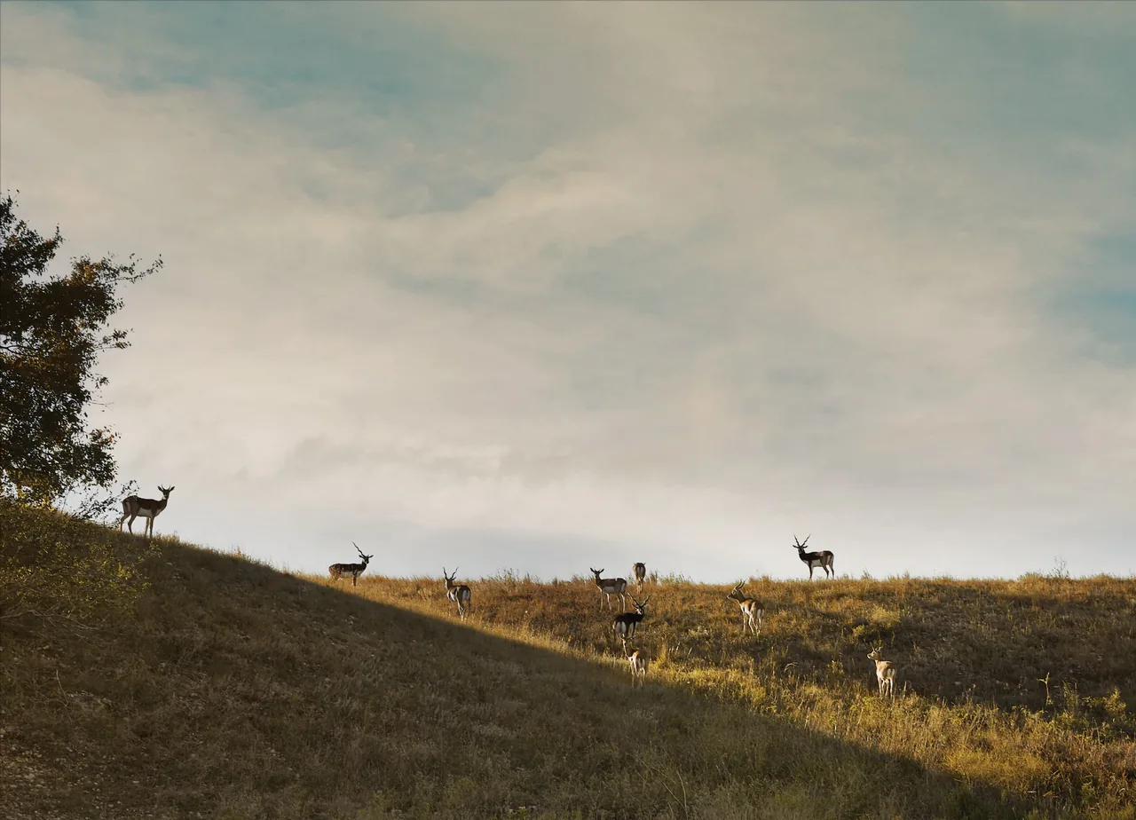 Deer on a hillside at Rancho Sabino Grande in Austin with a partly cloudy sky above.