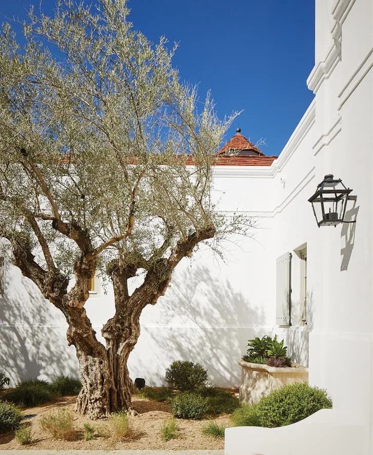 White stucco courtyard featuring a mature olive tree, shuttered windows, and an octagonal cupola roof detail.