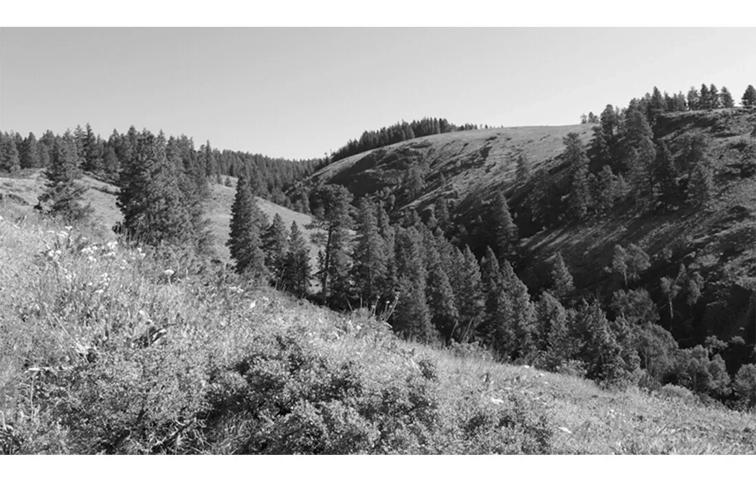 Rolling hills covered with pine trees and natural vegetation in a rural landscape.