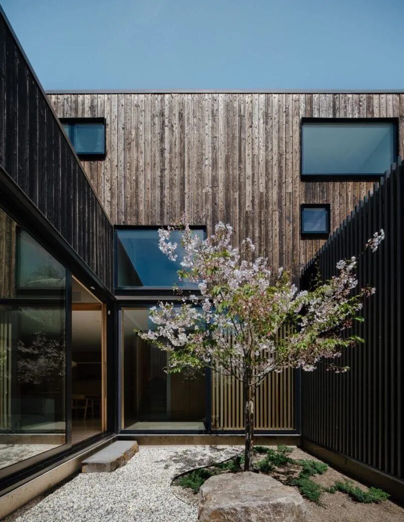Courtyard view with wood siding, varied square windows, and a flowering tree in the Cupertino Courtyard House.