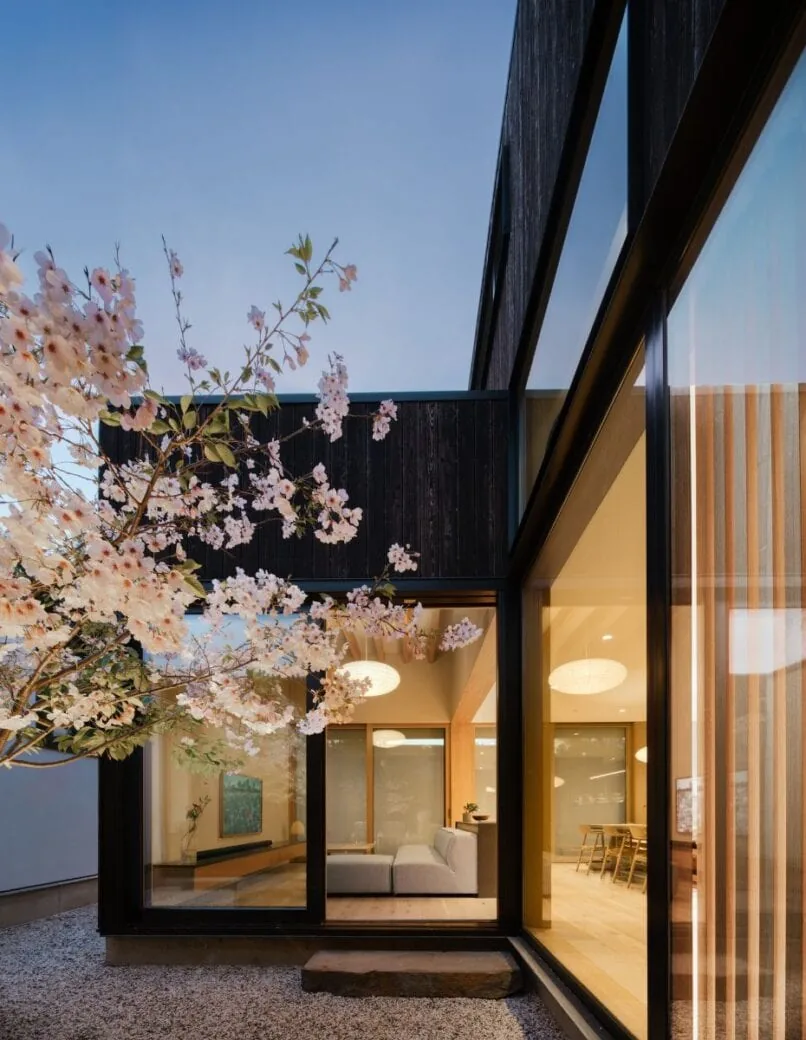 Modern courtyard house with large corner glazing and visible living and dining areas framed by a blooming tree.