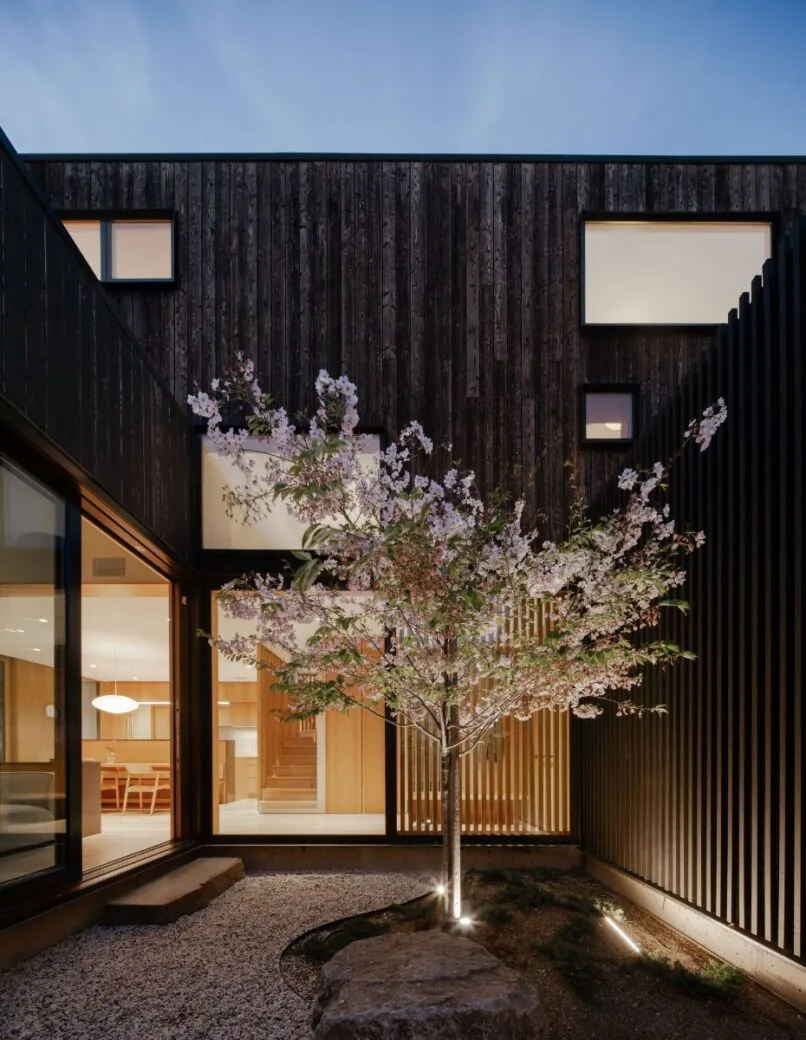 Twilight view of Cupertino Courtyard House with charred wood siding and central blooming tree in gravel courtyard.