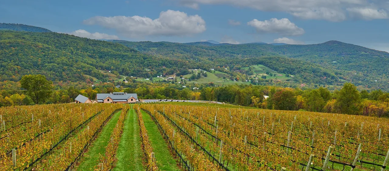 Vineyard with rows of grapevines leading to a building amid rolling, forested hills under a partly cloudy sky.