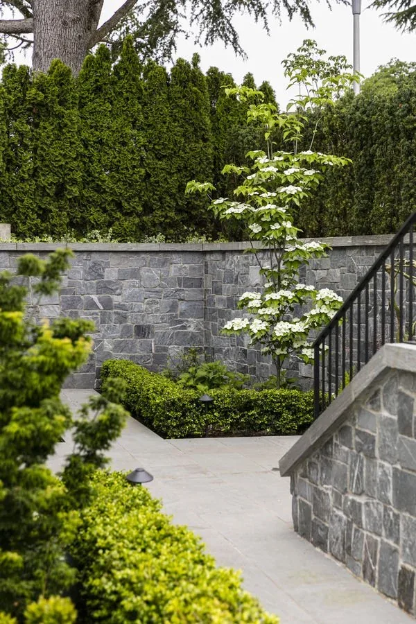 Outdoor landscaped walkway with stone walls, trimmed evergreen shrubs, and a flowering dogwood tree.