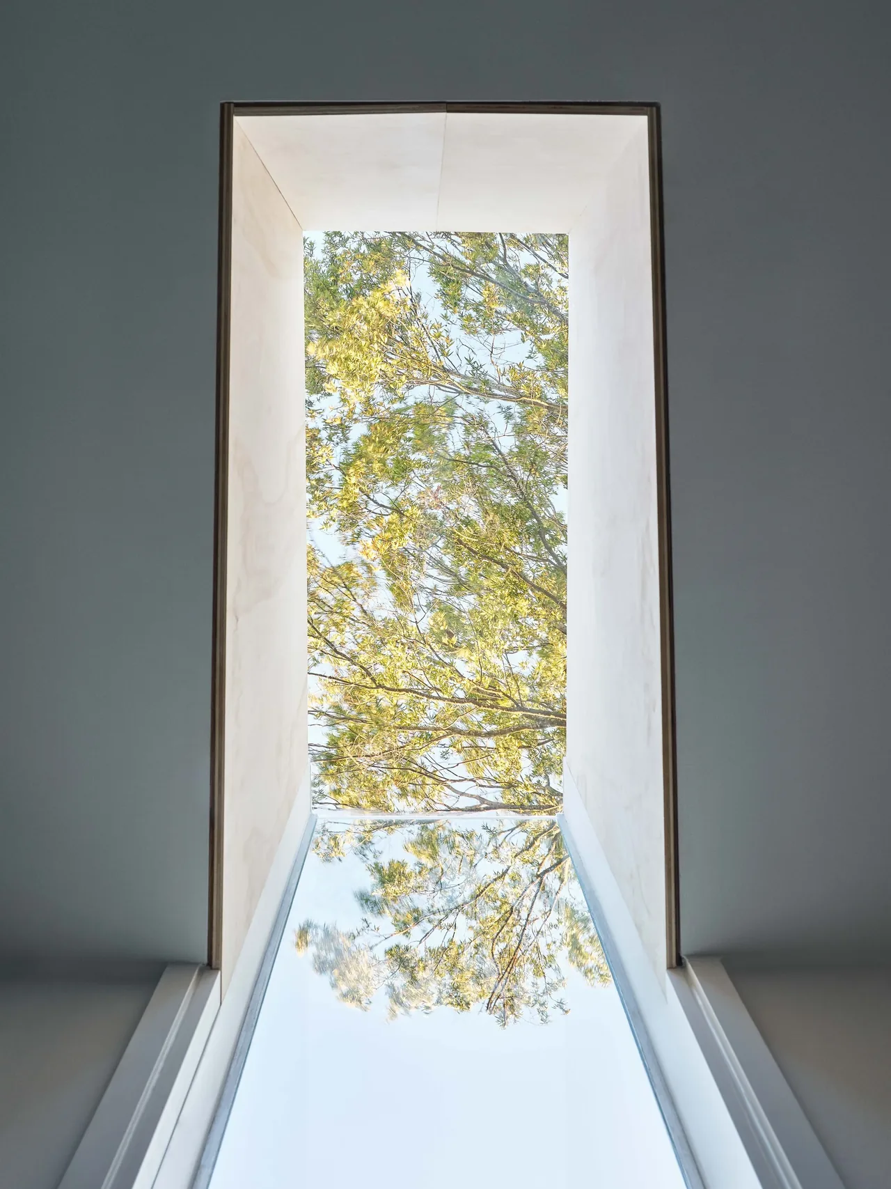 Tall vertical skylight framing tree views above an interior space.
