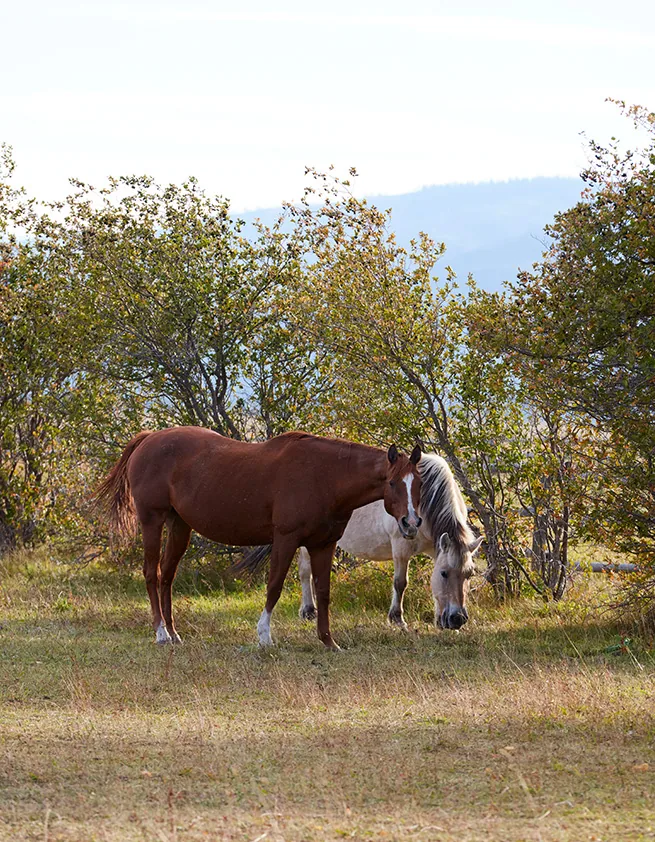 Two horses graze near a wildflower garden backdrop with mountain hills visible beyond the trees.