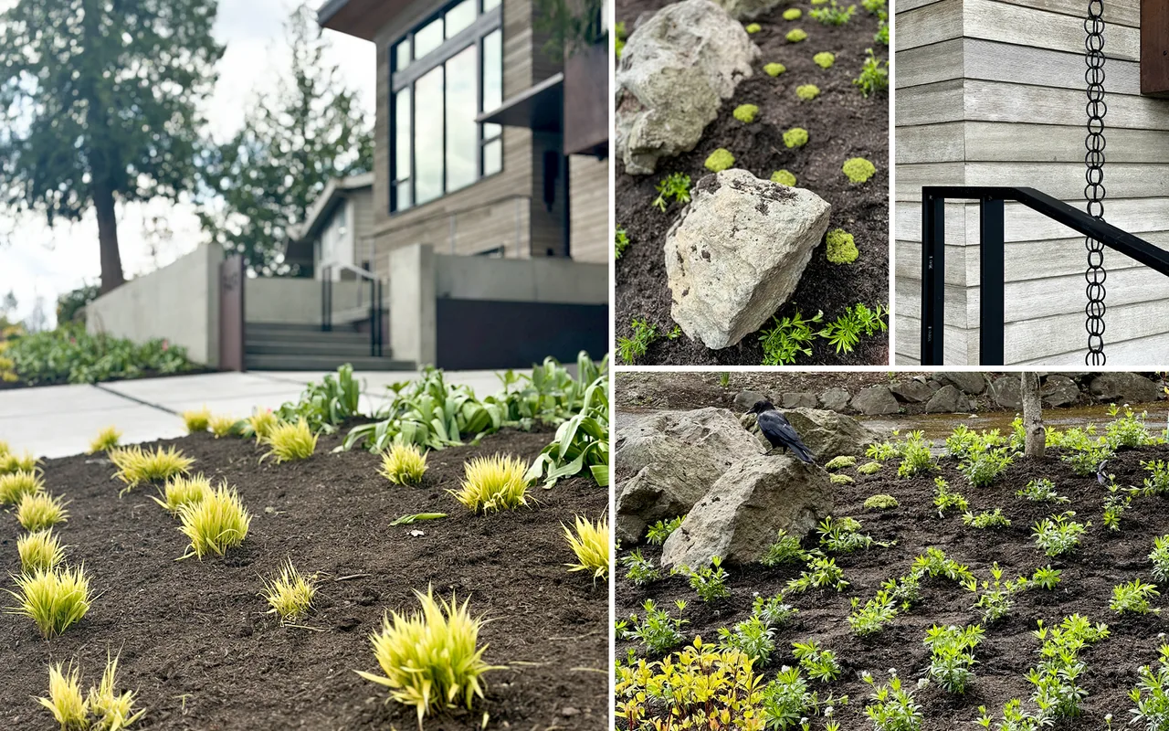 Raised planting beds with new plants and black metal handrail at Bellevue Split-Level project by Ryan Rhodes Designs.