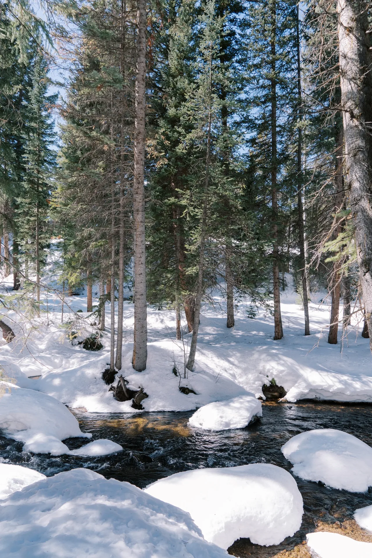 Snow blankets the forest floor and rocks beside a creek flowing through tall evergreen trees.