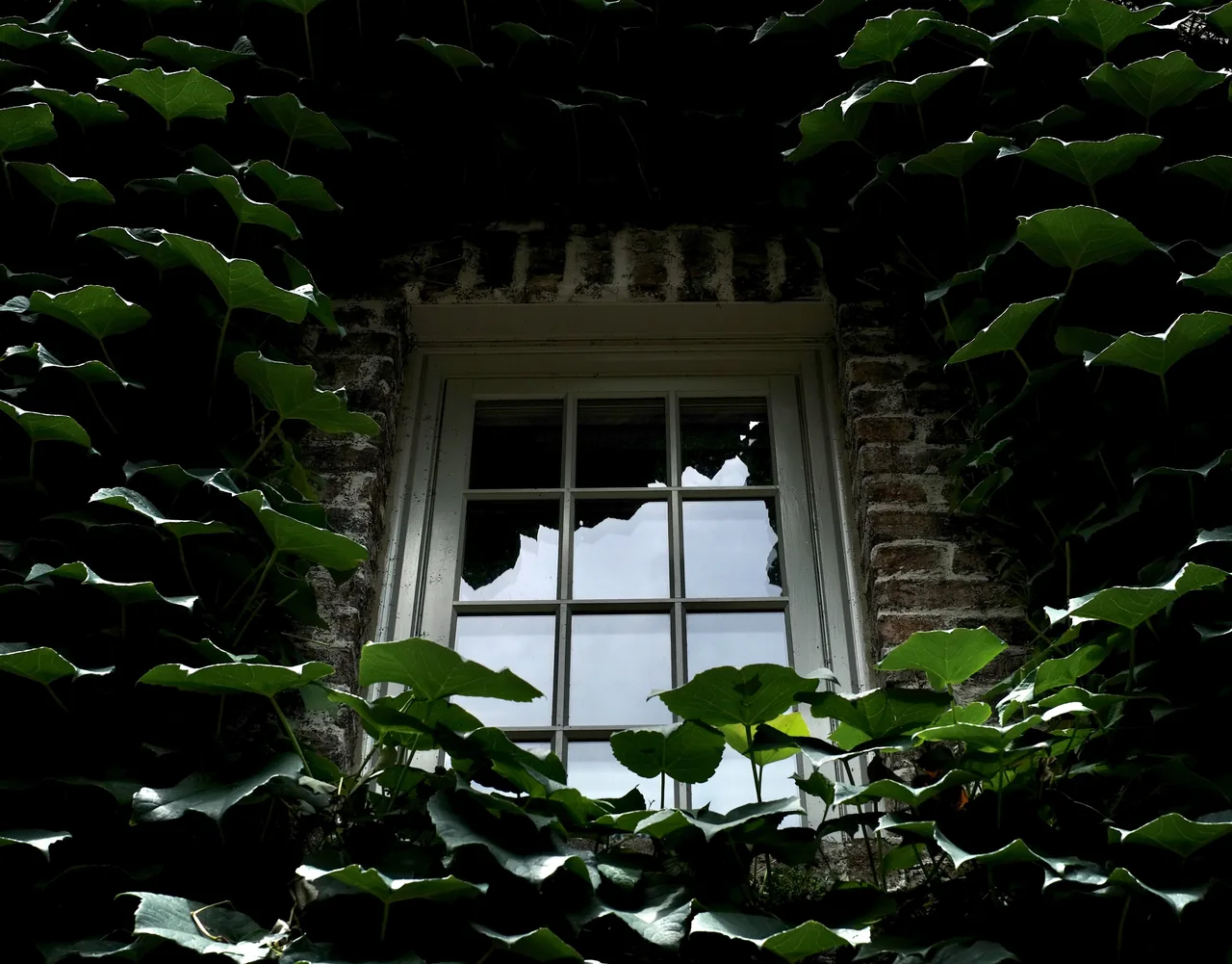 Window on a brick building surrounded by green ivy leaves.