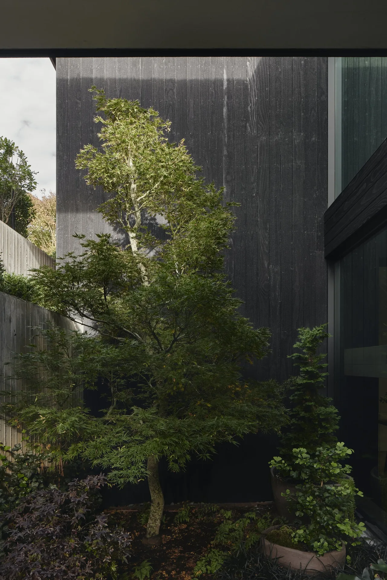 The Ocean Bluff project features a charcoal vertical wood siding exterior with a dense garden courtyard showing varied plantings.