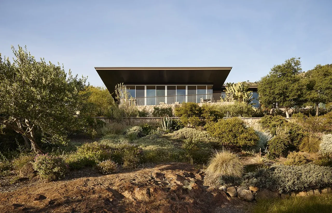 The Napa Valley Hillside house features a flat roof and expansive glazing on a landscaped hillside.
