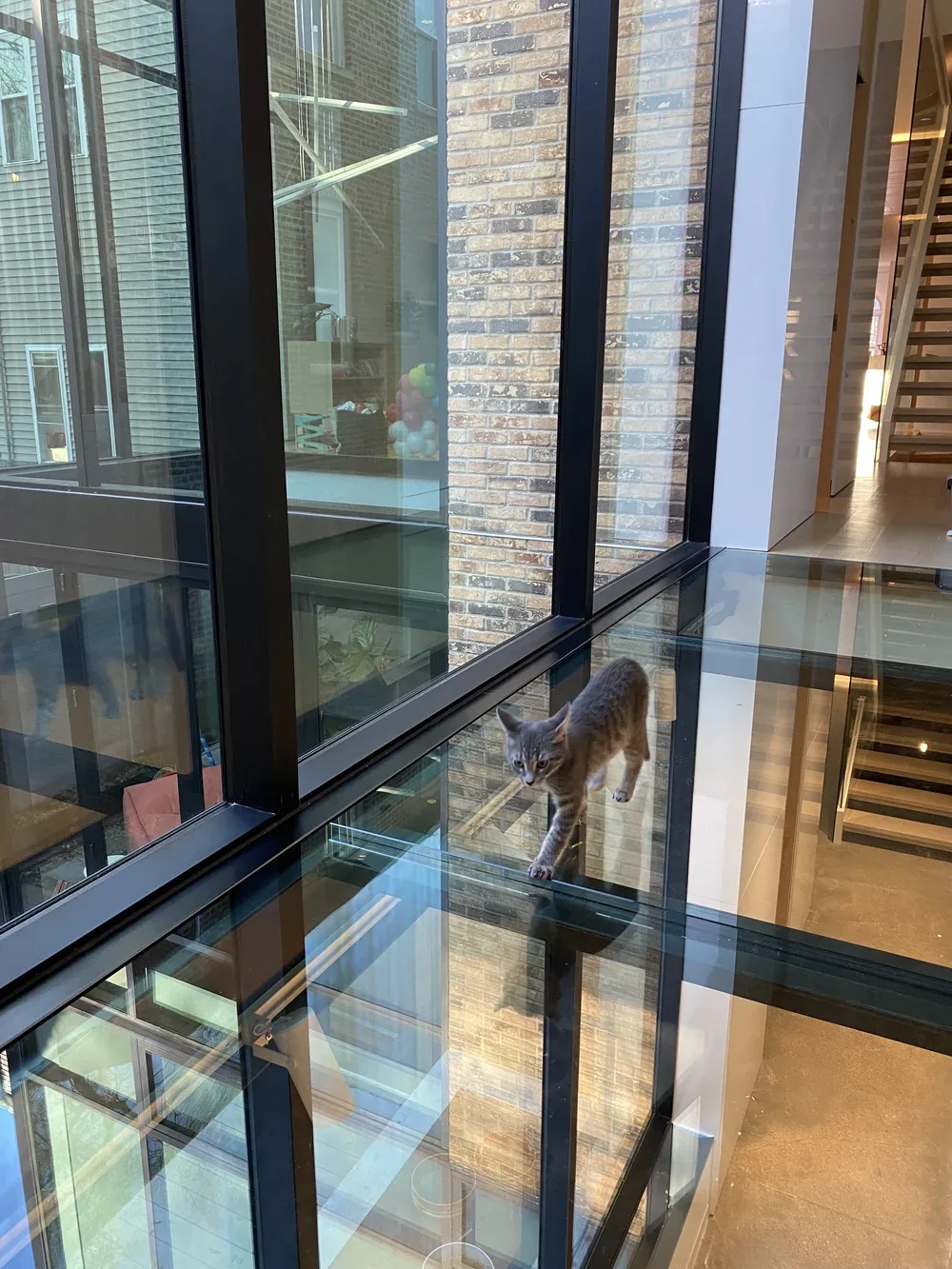 Interior glass corridor with black-framed windows and a small cat walking on the transparent floor.