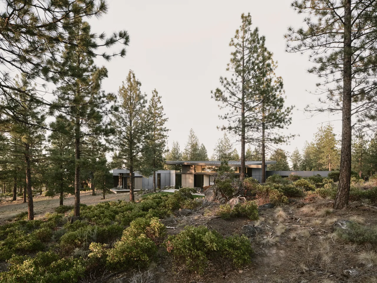 Low modern house with flat roof nestled among pine trees and shrubs in a natural landscape.