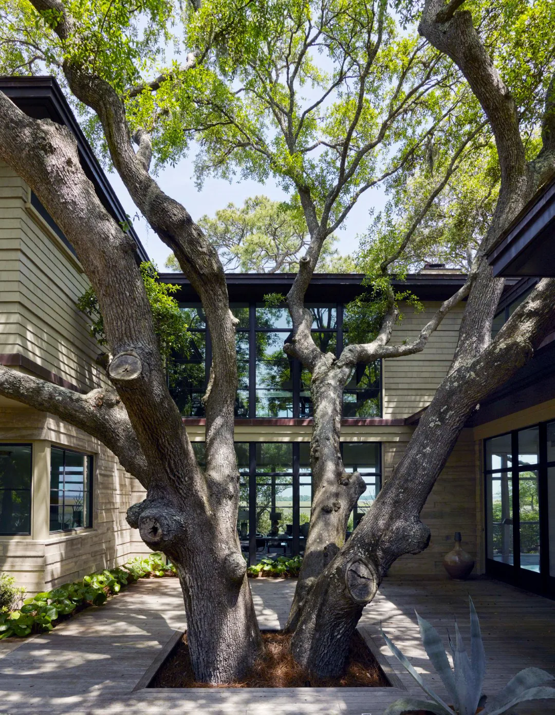 View of a courtyard with large trees growing through a wooden deck surrounded by modern house with black-framed glass windows.