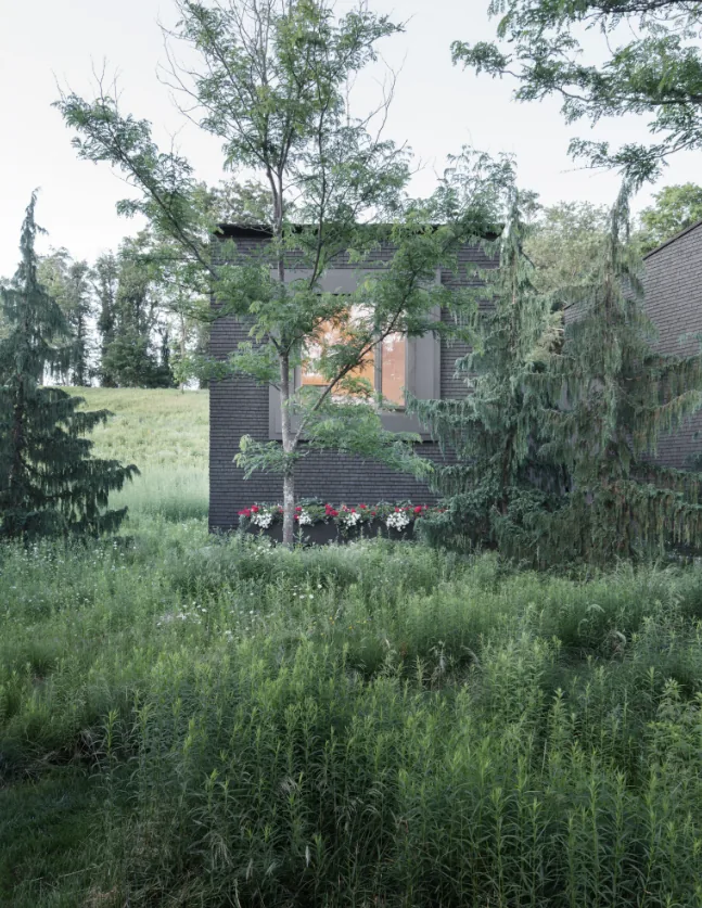 Dark brick exterior of a house partially obscured by a small tree and dense green shrubbery in front.